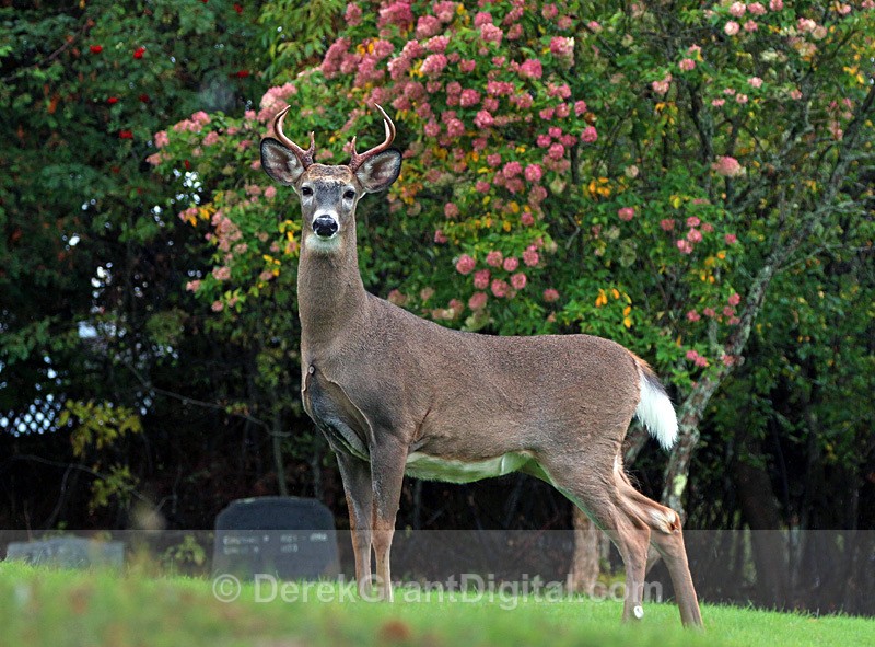 Buck Deer - Urban Wildlife