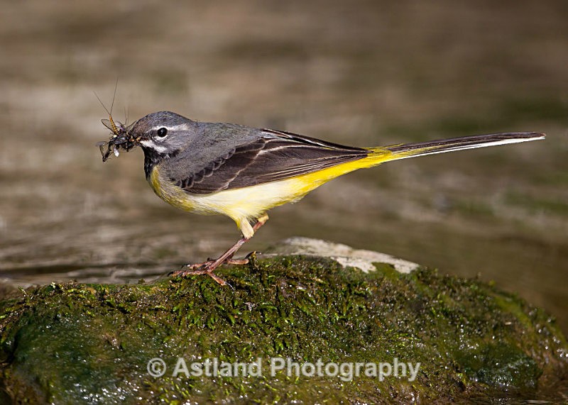 Astland Photography, Bird and Wildlife Images, Susan and Peter Wilson, U.K.