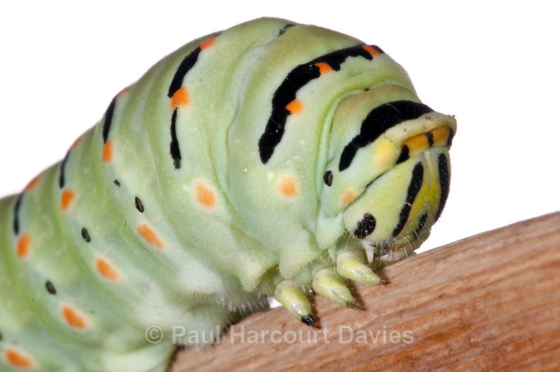 ITA_PHD_20110913-003 - Small Creatures - WB