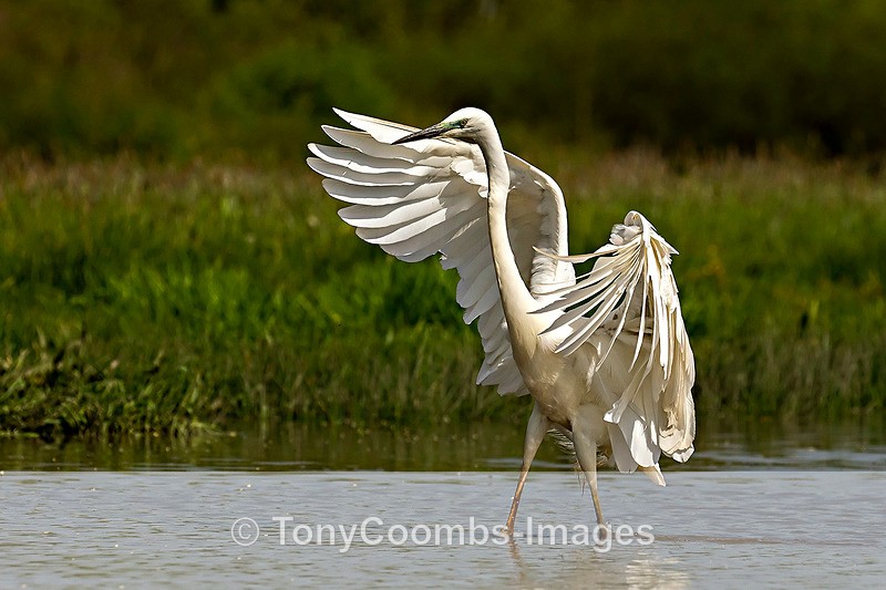 Great White Egret - Egret & Stork Hide