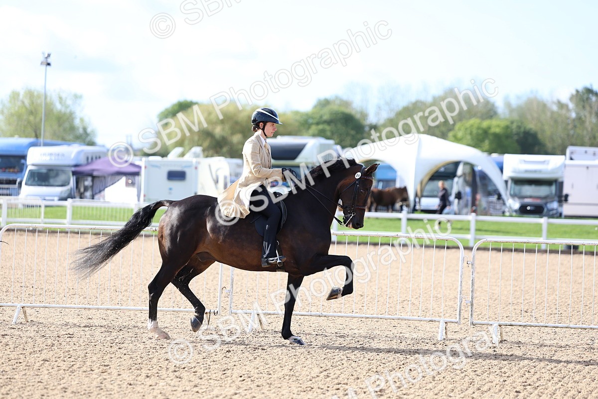 SBM_09106 - Class 303 - Ridden Pure Bred Horse Pony