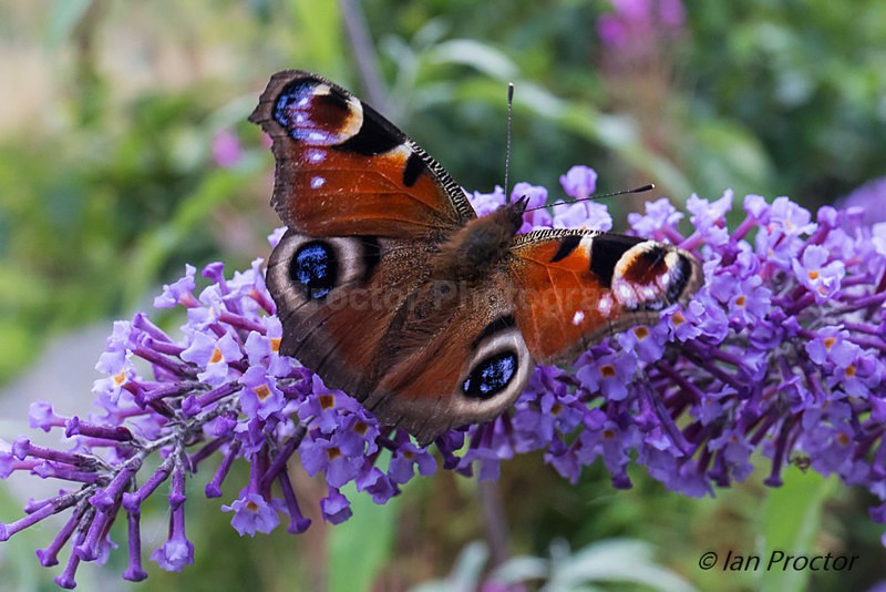 Peacock Butterfly, Belvoir Forest, Belfast. - Nature