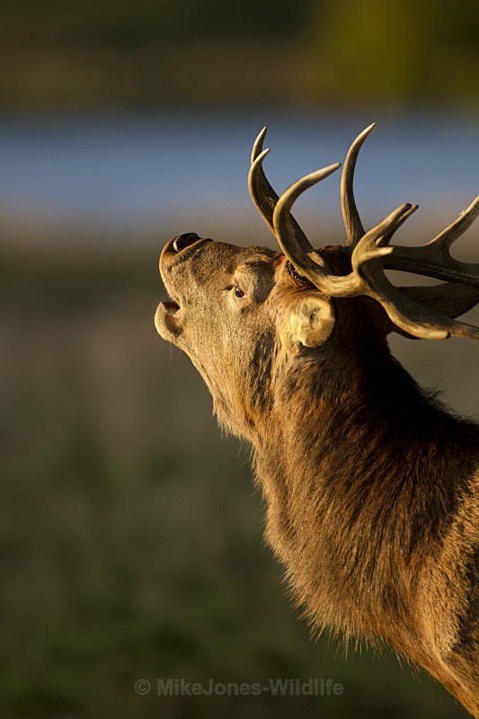 Red deer, Stag - FAVOURITES WILDLIFE GALLERY. Selected images from the wildlife collections.