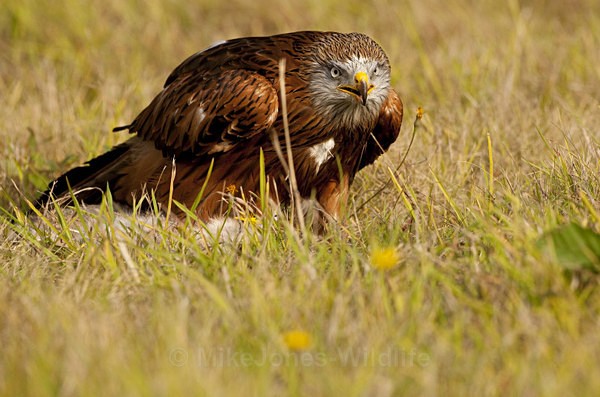 RED KITE - FAVOURITES WILDLIFE GALLERY. Selected images from the wildlife collections.