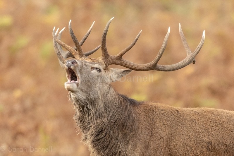  - Deer for Graham