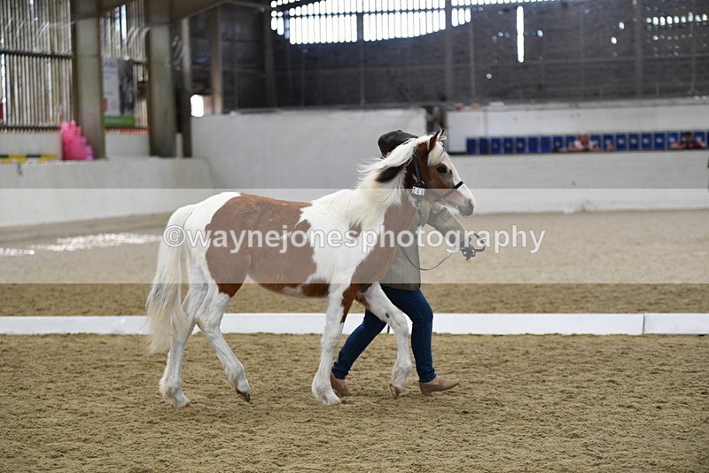 WJ5_4953 - Class 7 In hand coloured / odd coloured