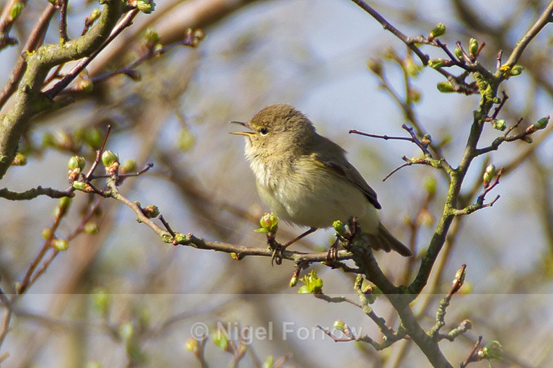 Singing Chiffchaff at Otmoor - Chiffchaff