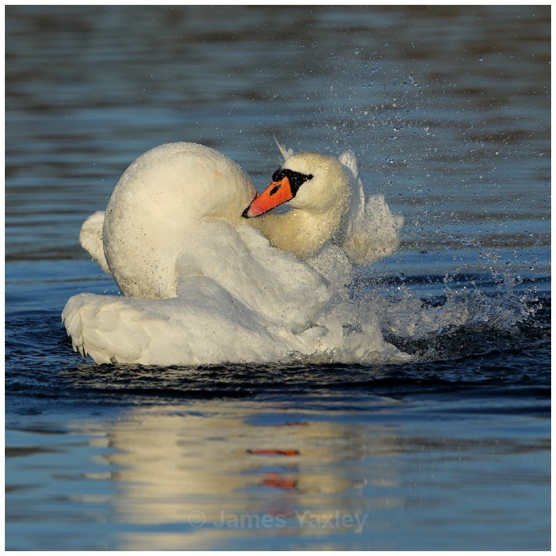 Mute Swan on Parade - River Scrape & Lake