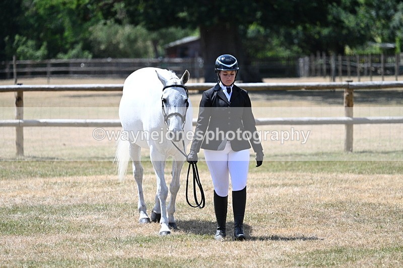WJ7_2435 - Class 5a Most Handsome Gelding in hand (above 14.2hh)