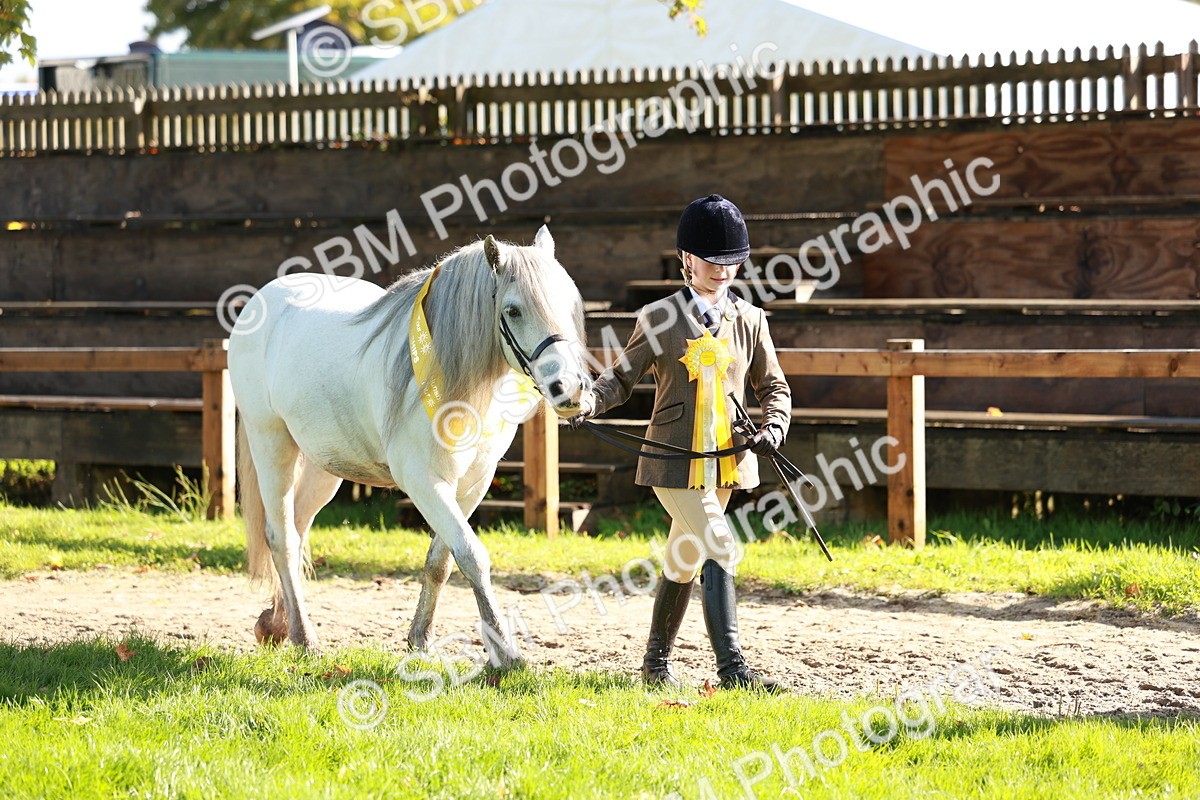 SBM_42091 - S32 - Mountain & Moorland Working Hunter Pony