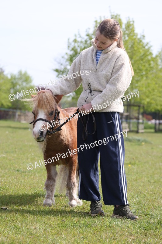 20260426-3154 - Class 26 - Shetland Ponies and Minitures