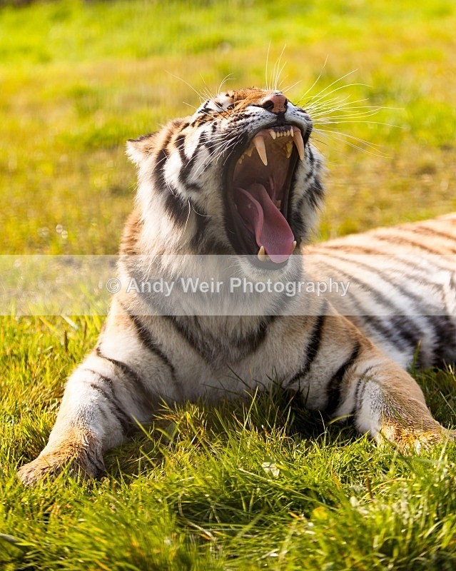 20120903-_MG_9571 - Captive Animals