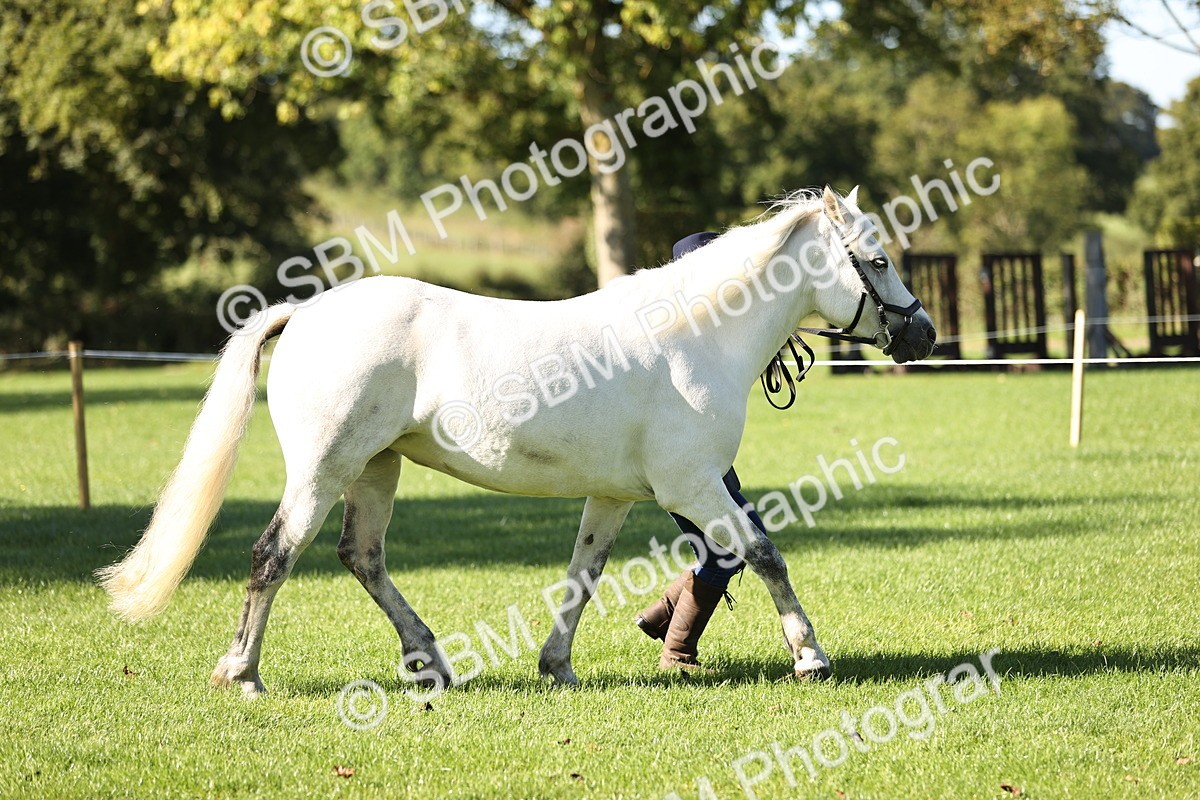 SBM_15921 - S1 - TSR in Hand Horse & Pony Showing