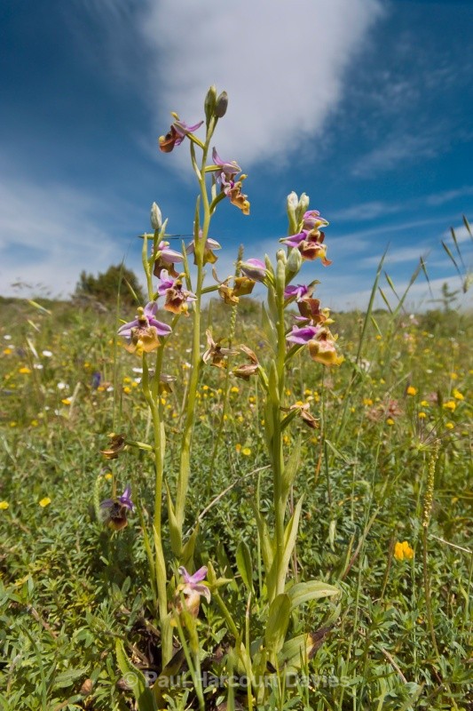 Calliantha's Orchid (Ophrys calliantha) - Orchids - Ophrys