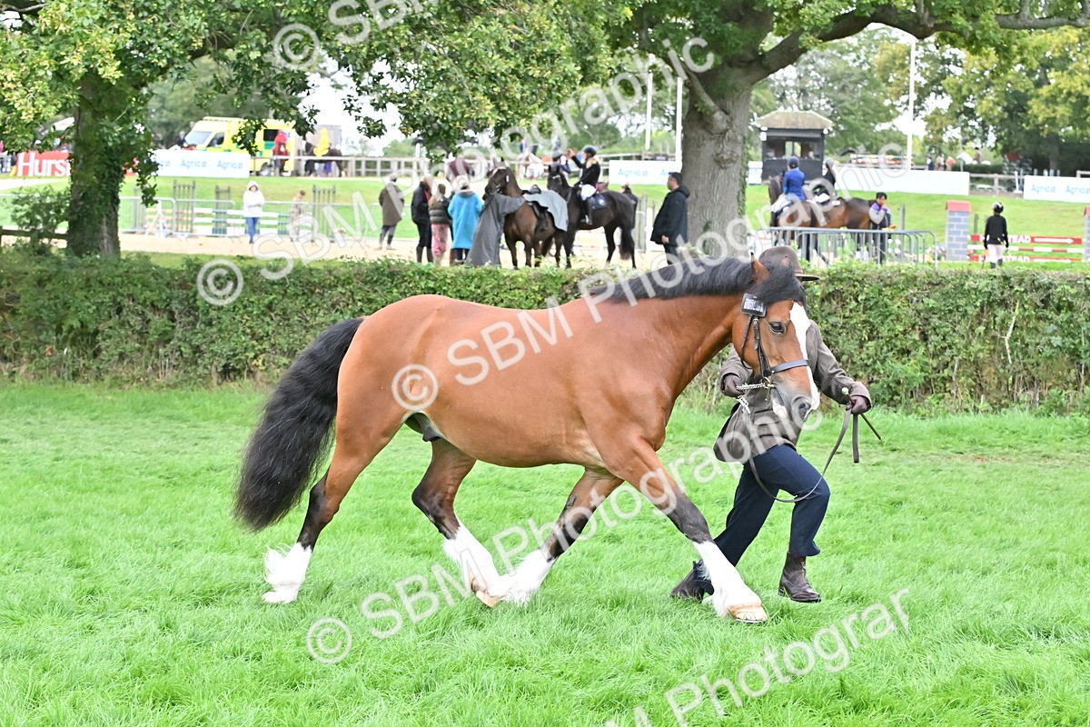 SBM_63242 - S49 - Mountain & Moorland In Hand Large Breeds