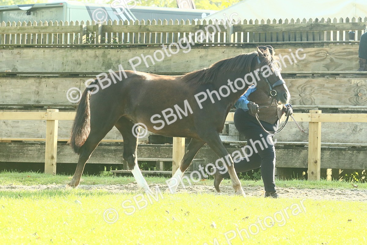 SBM_58555 - S37 - Starters In Hand Showing