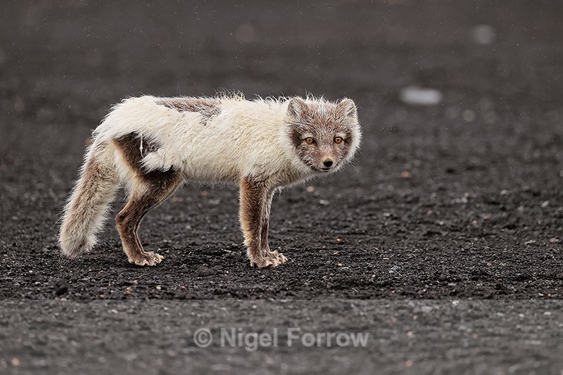 Arctic Fox, Katla Ice Cave, Iceland - Arctic Fox