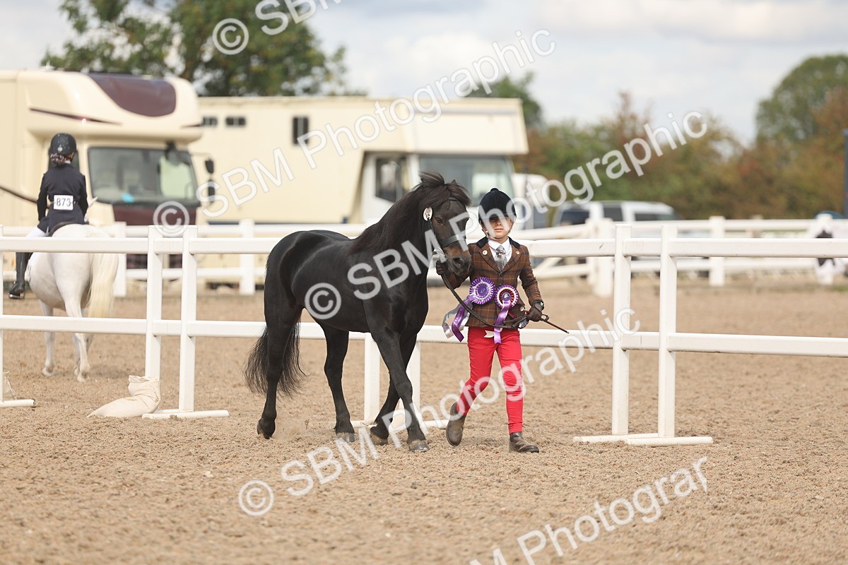SBM_04527 - Class 18 - Handsomest Gelding (IH or Ridden)