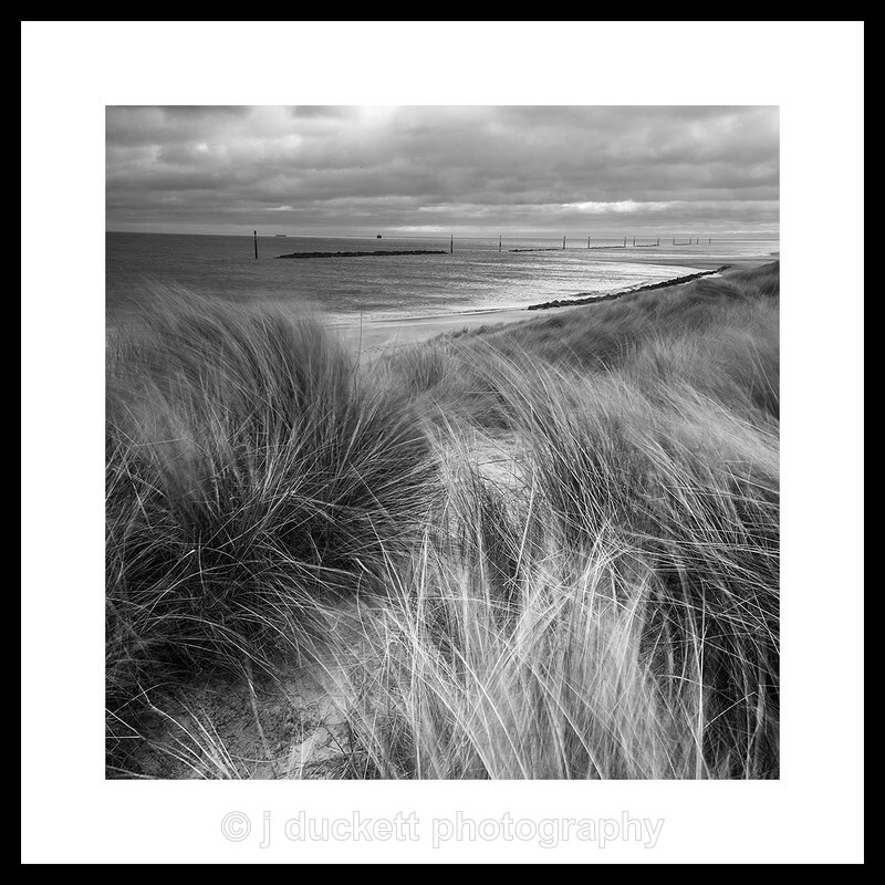 Coastal Grasses