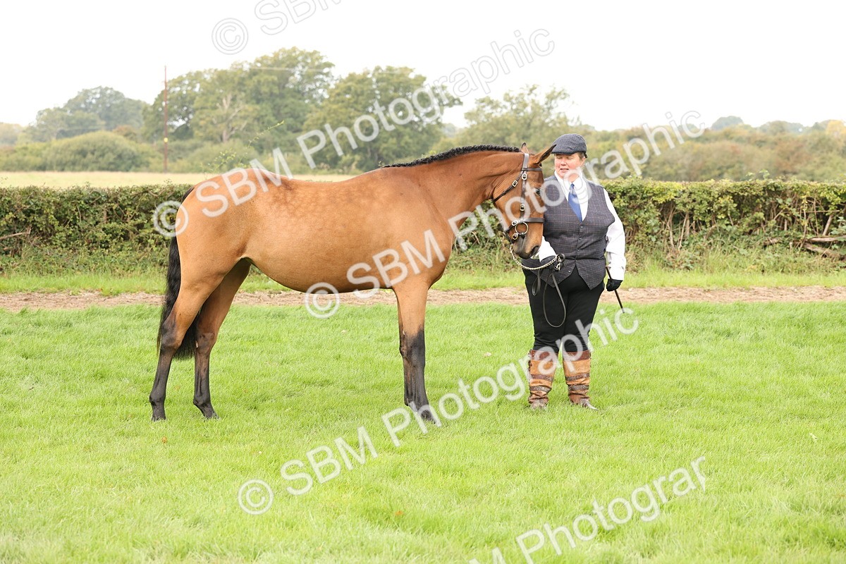 SBM_56251 - S55 - Other Coloured Horse In Hand