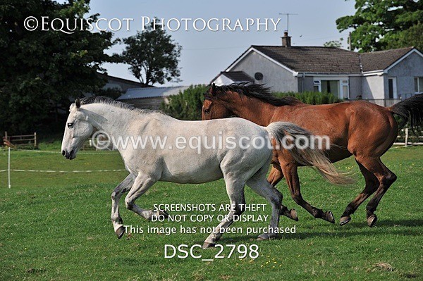 DSC_2798 - ARCHIVE REQUEST - Quincy and Guinness