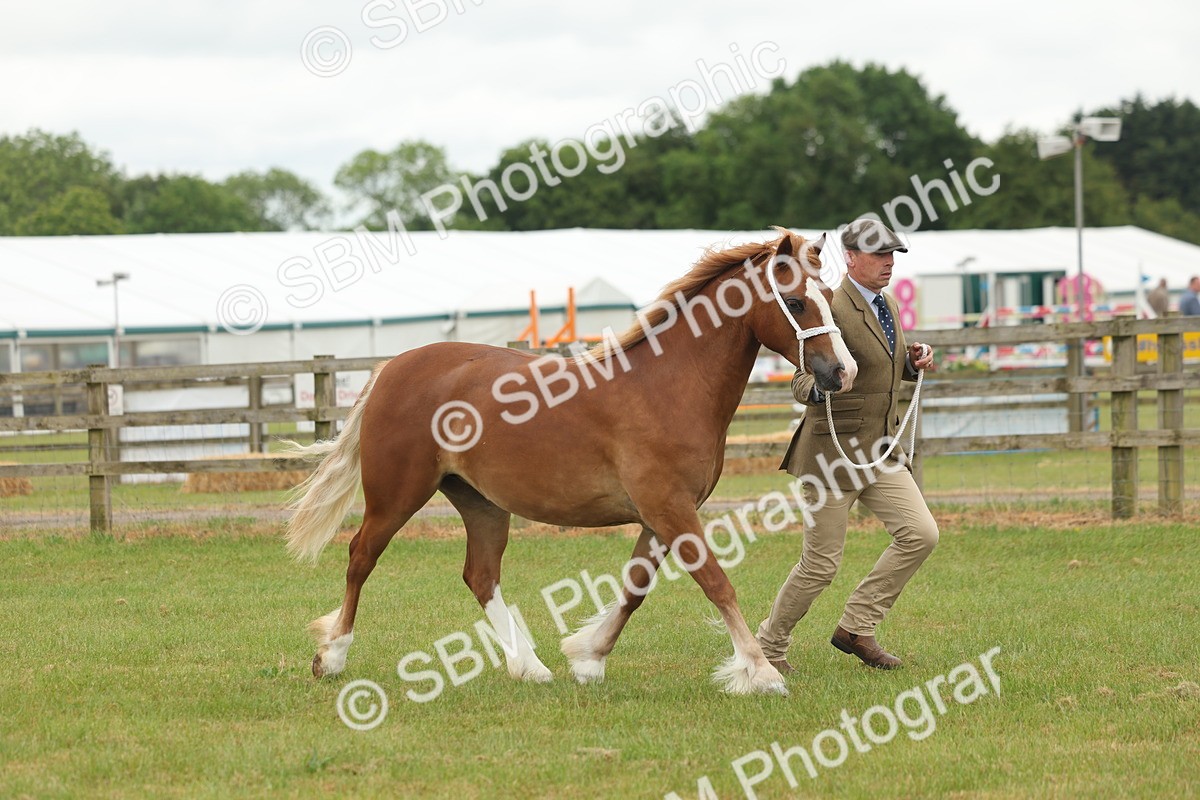 SBM_02342 - Class 50-57 - M&M Welsh Pony In Hand