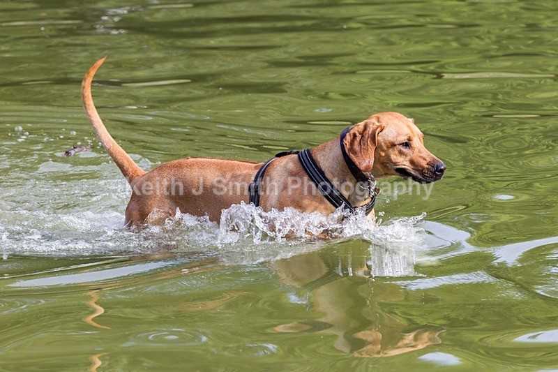0KJS9337 - Dogs in Abington Park