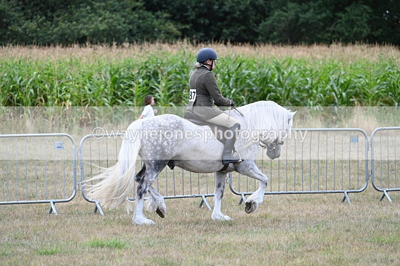 WJ7_4817 - Class 12 Ridden Cob