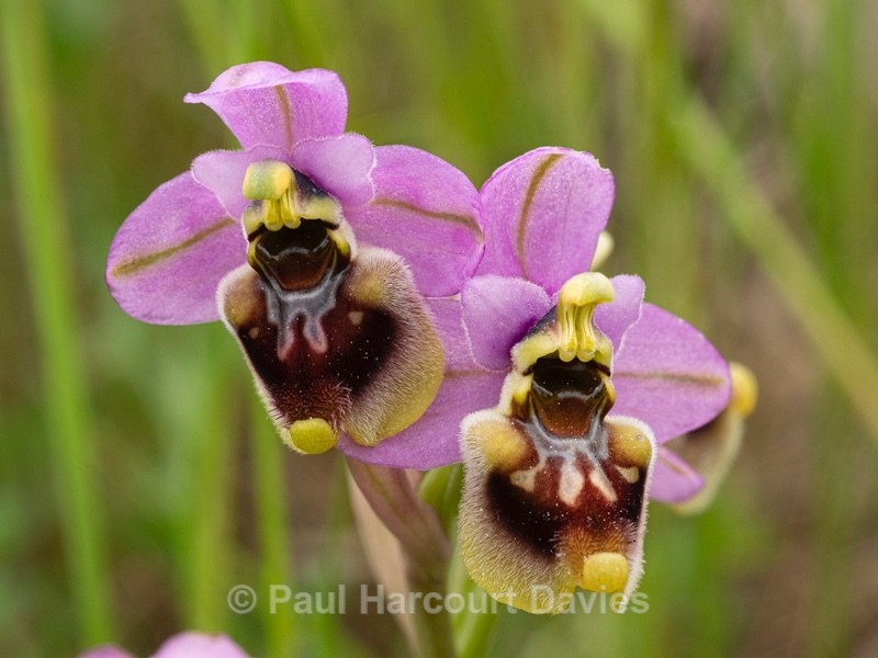 Sawfly Ophrys (Ophrys tenthredinifera). Illustrated is what is sometimes called ssp neglecta. - Gargano - Wild Orchids