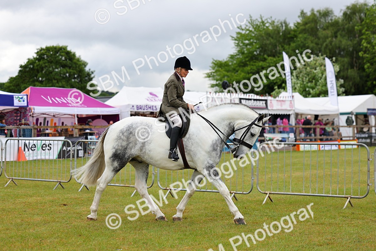 SBM_02480 - Class 9-11 Side Saddle including LIHS Rising Star Ladies Show Horse