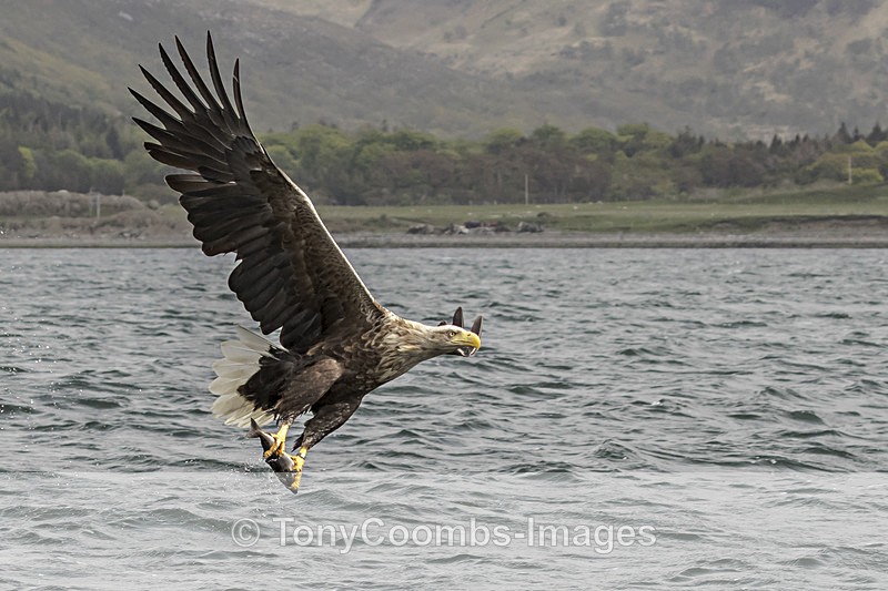 White-tailed Eagle - The Boat Trip  Mull