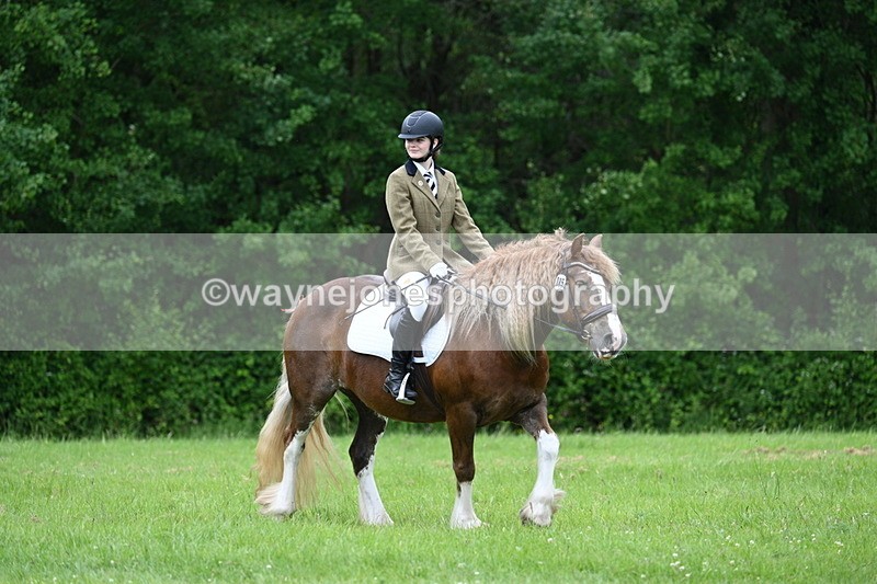 WJ7_4500 - Class 14B Prettiest Mare