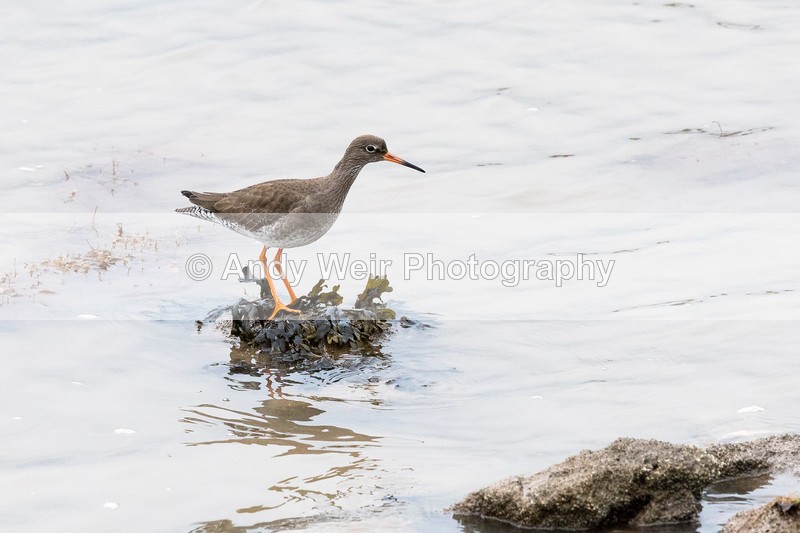20170221-8E0A3627 - Redshank