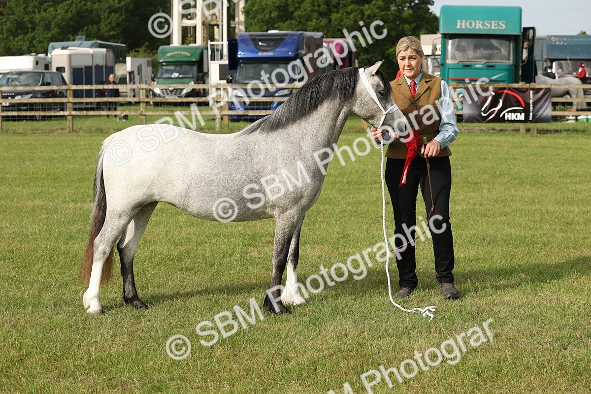 SBM_00451 - Class 6-13 - Mountatin and Moorland In Hand Welsh Breeds