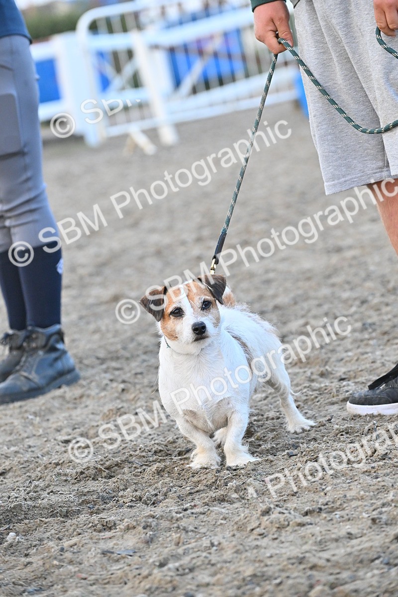 SBM_09585 - Lorry Dogs