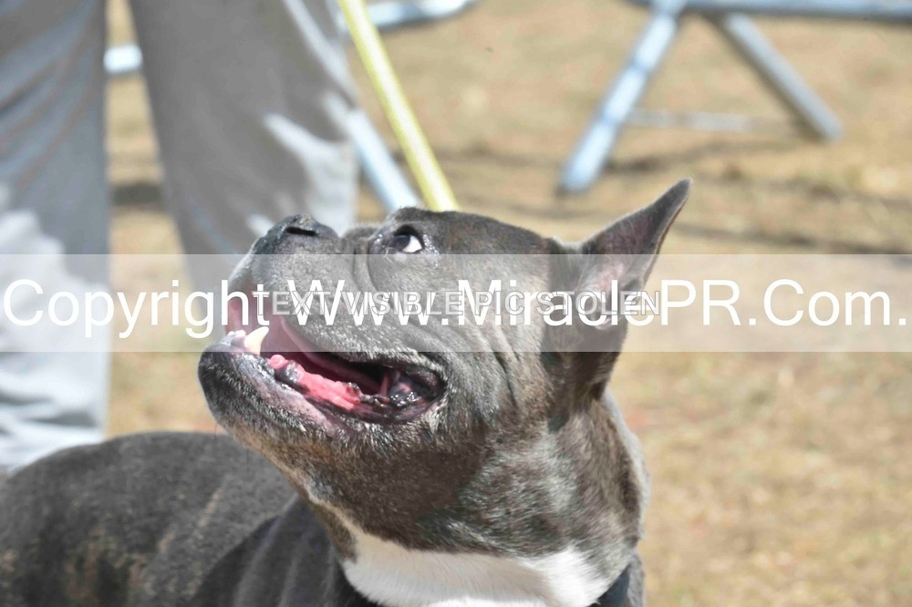 SH4_0073 - Dog show.