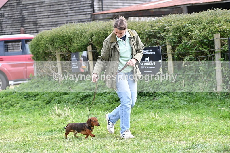 WJ5_9547 - Class 3 Most Handsome Dog