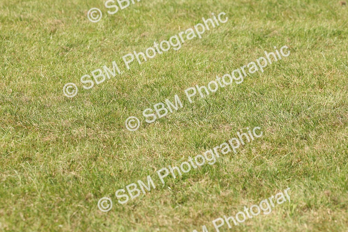 SBM_02366 - Class 6-13 - Mountatin and Moorland In Hand Welsh Breeds