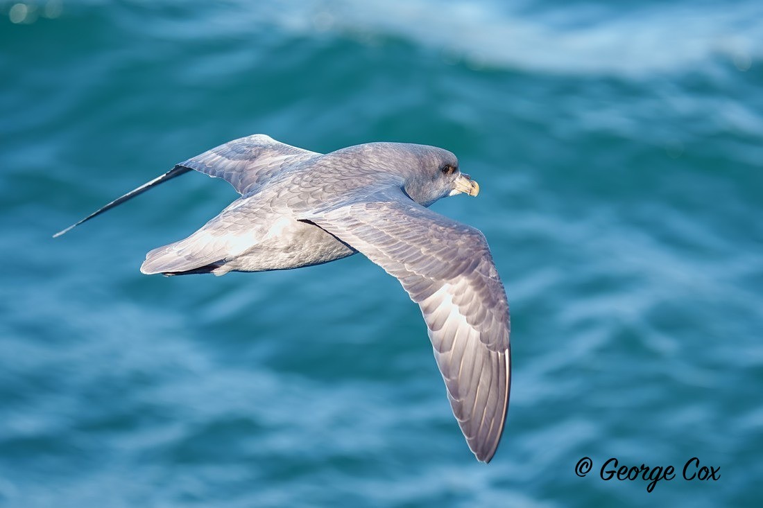 Fulmar Dark Form - Svalbard - Realm of the Polar Bear