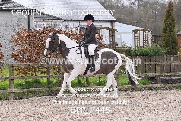 BPP_7445 - RING 1  (RIDDEN HORSES / IN HAND / VETERAN ETC)