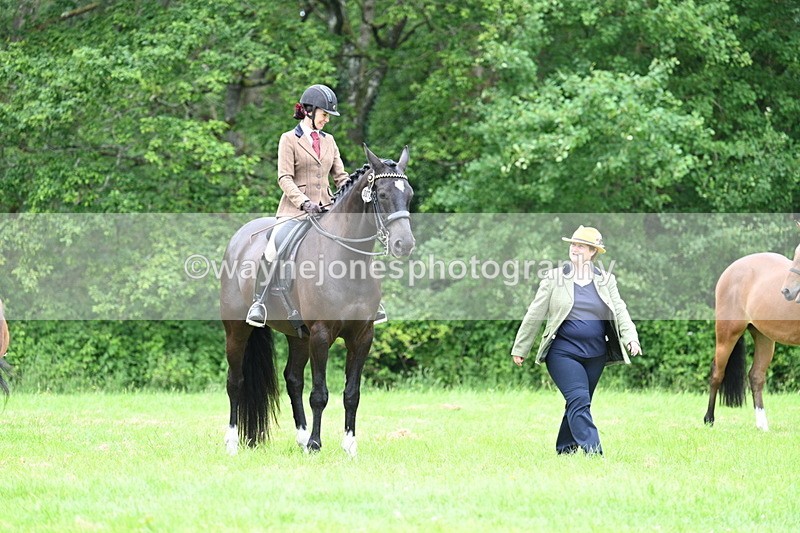 WJ7_4097 - Class 14A Handsome Gelding