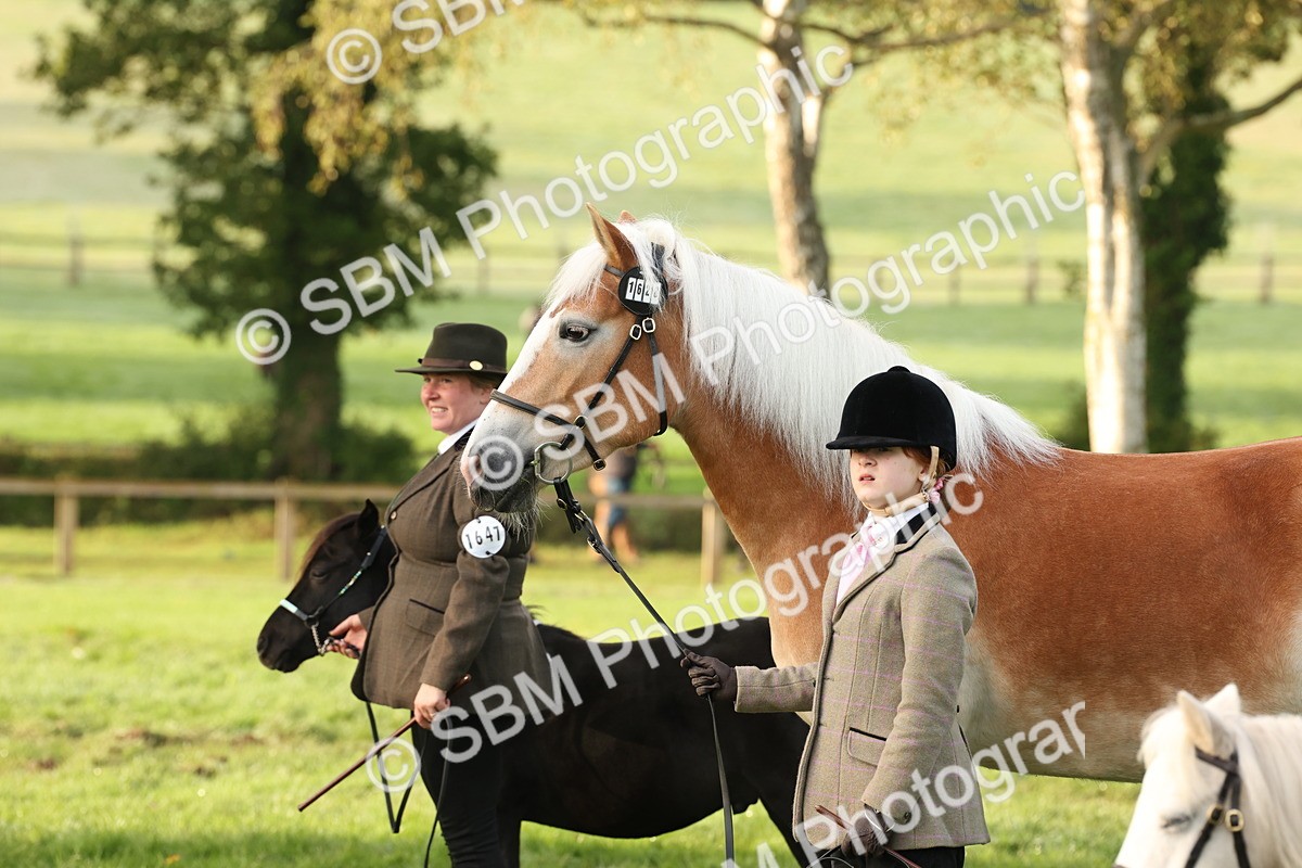 SBM_54430 - S51 - Foreign Breeds In Hand