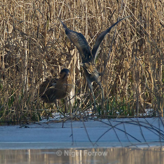 Bittern confrontation at Otmoor - Bittern