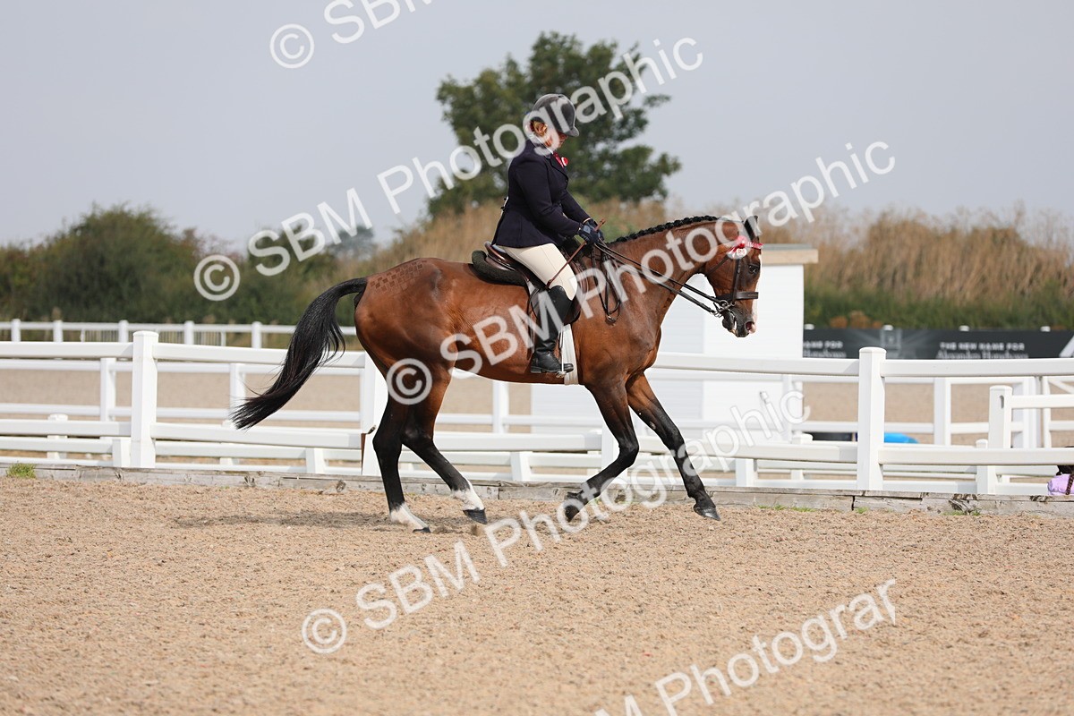 SBM_11464 - Class 305 Ridden Foreign Breeds- Pure Bred
