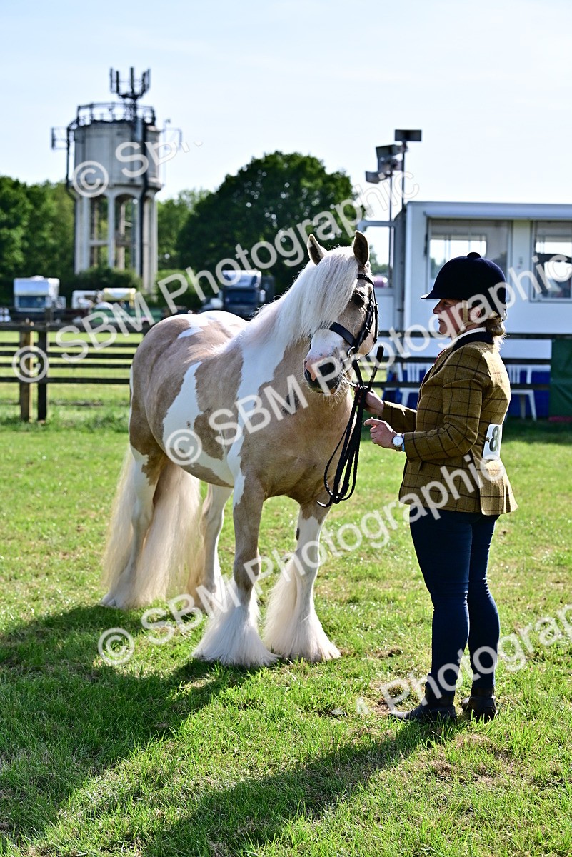 SBM_10119 - Class 63-65 - Traditional Gypsy Cobs In Hand & Ridden