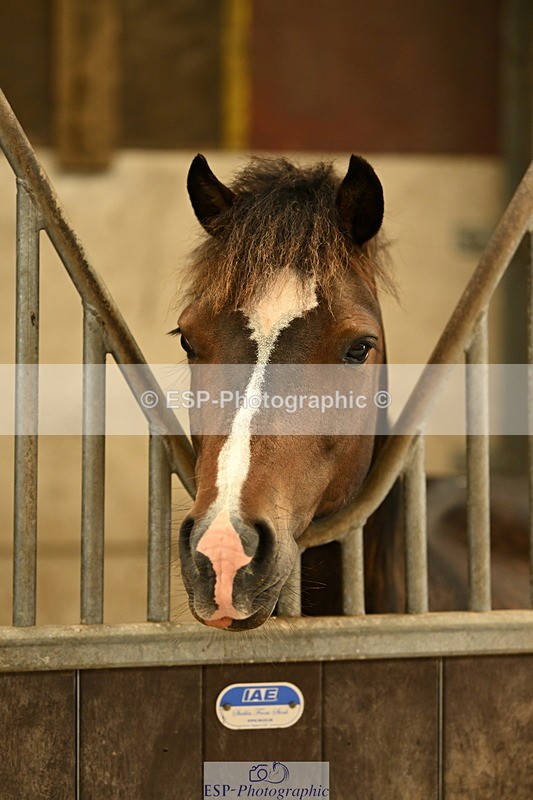 240809A-085019-00021 - Stable Shots