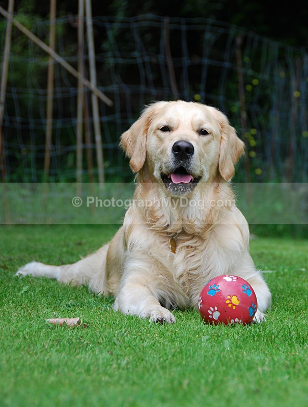  - Golden Retrievers