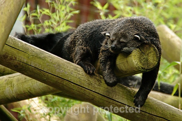 Binturong - Other Wildlife Species