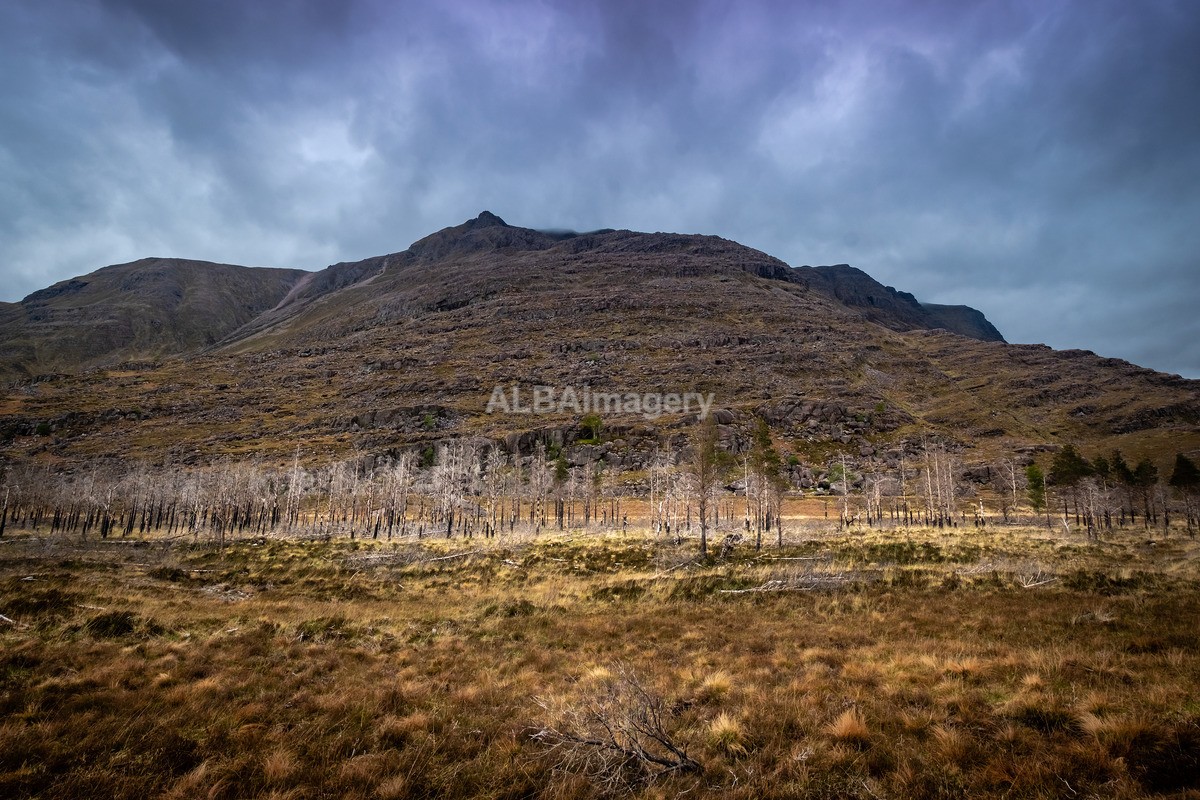Burnt Trees of Torridon - My Scotland - The Landscapes
