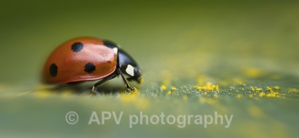  - The Photographic Angle - Wildlife Exhibition